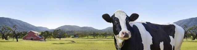 Vaca LACTAID® en una granja